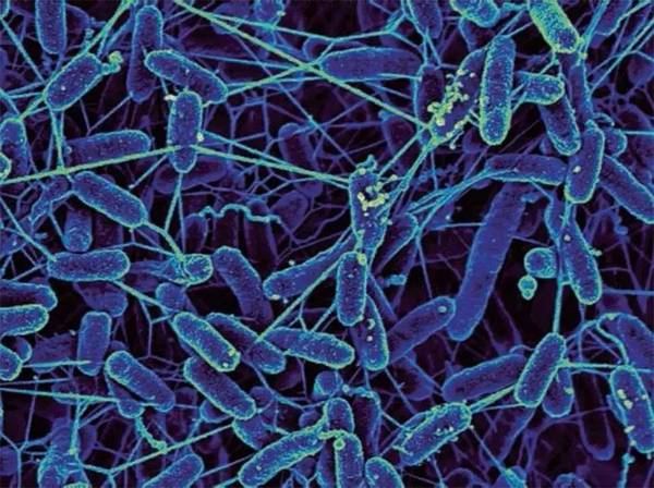 3个关键词，读懂美国国家微生物组计划