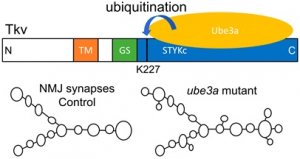 <b>PLoS Genet：中国学者揭示自闭症相关基因Ube3a调控神经突触发育新机制</b>