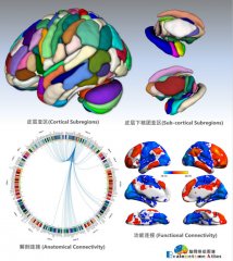 <b>自动化所等绘制全新人类脑图谱</b>