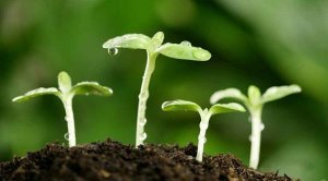 对发展生物农业的一些思考