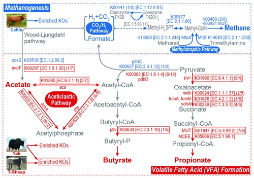 昆明动物所等揭示动物适应性进化的第二套基因组学机制