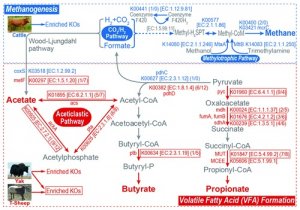 昆明动物所等揭示动物适应性进化的第二套基因组学机制