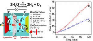 大连化物所构建新型自然和人工耦合光合水分解系统