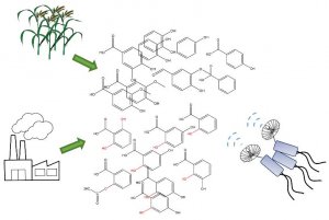 微生物所刘双江课题组在细菌对芳香化合物趋化性机制研究方面取得新进展-