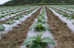 绿色可降解 聚乳酸地膜或破局“白色污染”