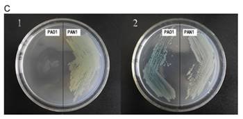 陕西省微生物研究所在铜绿假单胞菌感染的治疗研究中取得重要进展