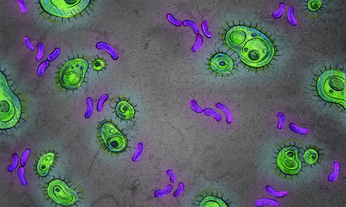 微生物与人类共同进化数百万年一些古代微生物的缺失或导致人类疾病