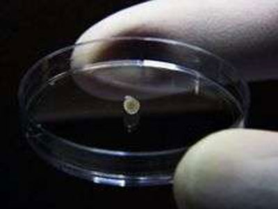 科学家们培养出了“迷你版大脑”！它有什么作用呢？