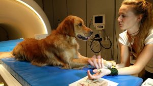 犬类能同时理解其主人语言中的词汇和语调
