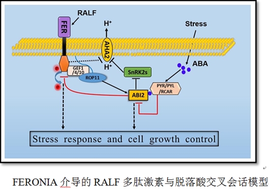 湖南大学找到植物生长快慢“调节开关”