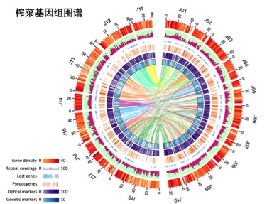 全球首张榨菜高质量基因组图谱问世