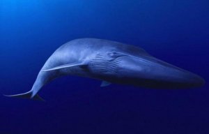 第六次生物大灭绝谁先灭亡？海洋大型生物