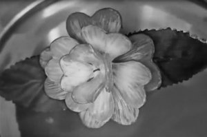 分子生物钟让假花绽放