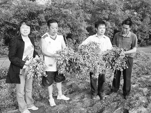 老区新种 抗病花生助民脱贫
