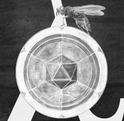研究表明病毒可与蜘蛛分享DNA