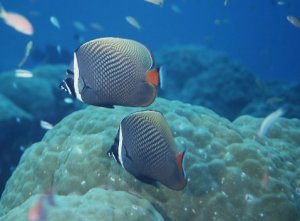 深圳大鹏将成海洋生物育种基地