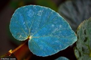 研究揭示秋海棠蓝色叶子的进化奥秘：高效采集弱光的光子晶体结构