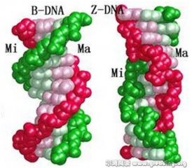 《自然》确定一种新的死亡分子