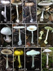 杨祝良团队新成果：“致命天使”鹅膏菌的物种多样性与鉴别