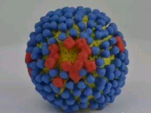 Science：出生年份可预测流感病毒传染机率