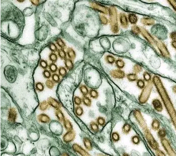 Science：出生年份可预测流感病毒传染机率