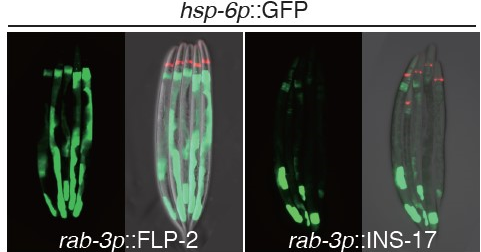 刘颖研究组揭示细胞非自主性的线粒体UPR新机制