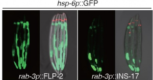 刘颖研究组揭示细胞非自主性的线粒体UPR新机制