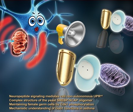 刘颖研究组揭示细胞非自主性的线粒体UPR新机制