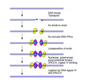 Nature子刊：北大魏文胜、哈佛刘小乐课题组完成首次CRISPR lncRNA基因高通量功能筛选