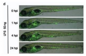 浙大柯越海课题组利用斑马鱼气囊化鱼鳔建立新型肺泡炎性损伤模型