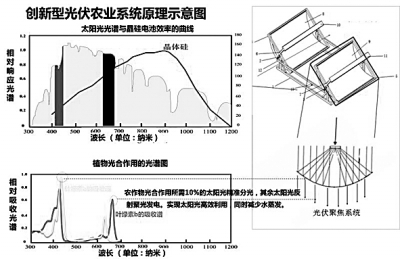 光伏农场：种植和发电两不误