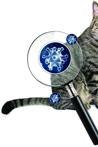 不得了！患病宠物猫身上发现“超超级细菌”