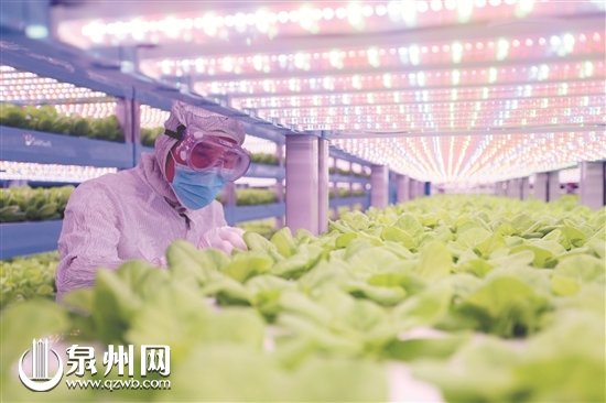 中科生物开起了植物工厂 LED光照+营养液种蔬菜