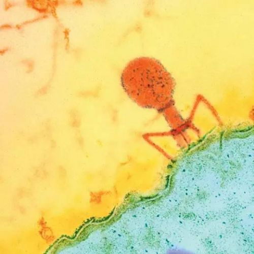 重大突破：电子显微镜拍出细胞彩照！