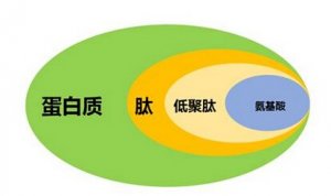 全球规模最大低聚肽产业化基地落户东莞