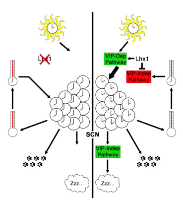 Cell子刊：为什么“光”可以调控你的生物钟，而“热”却不能？