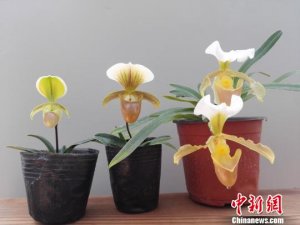 昆明植物所育成两个兜兰新品种