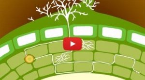 中国或将成为生物刺激素应用的最大市场