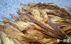 中国农科院烟草马铃薯Y病毒抗性基因研究取得新进展
