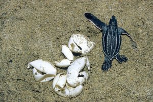 海龟蛋残骸为沙滩生物提供临时绿洲