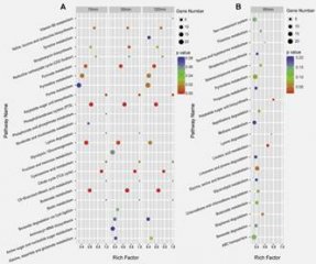 李兰娟院士最新成果：转录组和蛋白质组学分析唾液乳杆菌LI01的胆汁应激反应
