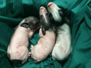 广州生物院等在大动物疾病模型研究中取得重要进展