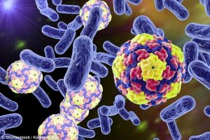 研究称病毒侵入动植物细胞促进复杂性进化