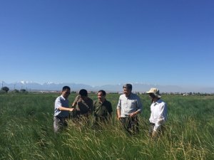 羊草产业迎来新业态：从良种繁育到全产业链发展