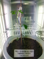 紫花苜蓿航天诱变育种成功
