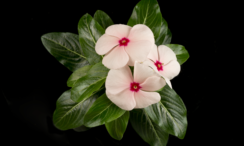 Nature Plants：抗癌植物成分的生物合成转运途径被发现