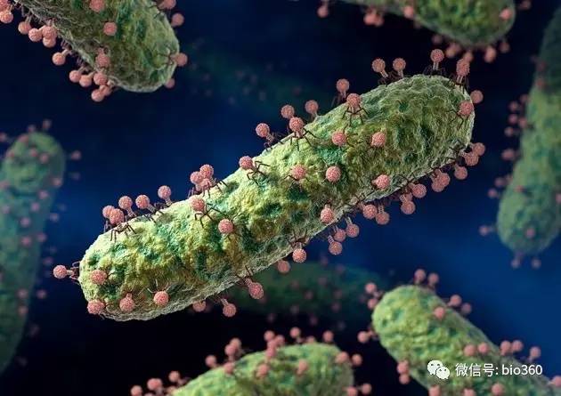 Nature：病毒也有通讯系统