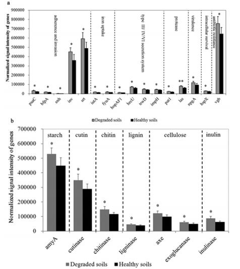 退化土壤中微生物类群和功能基因的研究