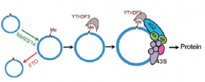 上海生科院等揭示环装 RNA 编码蛋白的重要机制
