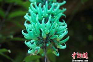 <b>中科院华南植物园迎来最佳赏花季节</b>